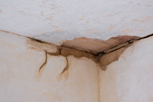 Best Mold removal after water damage  in Belmont, CA